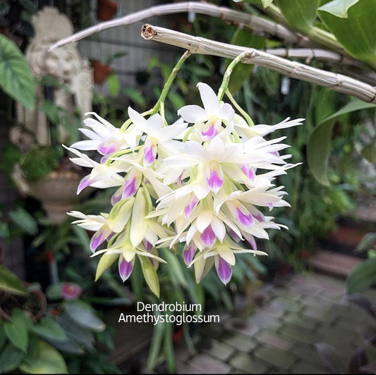 Dendrobium Amethystoglossum