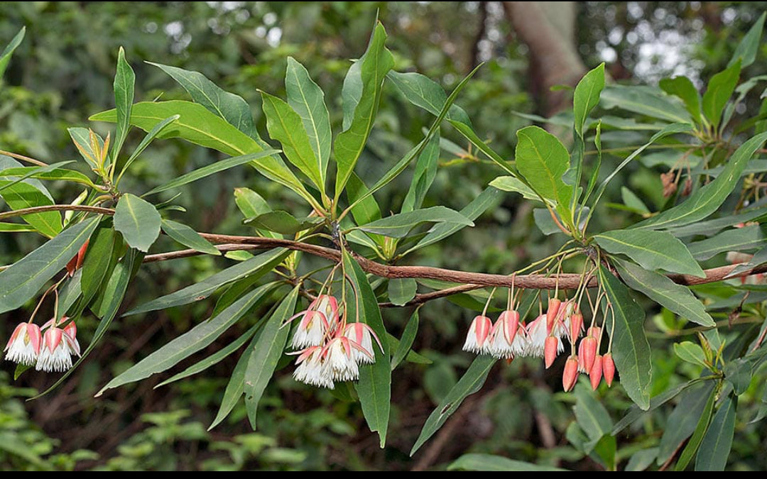 Eliocapus grandiflora plant (Shrub Plant)