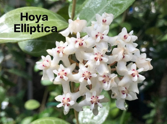 Hoya Eliptica