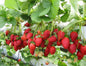 Strawberry fruit plant