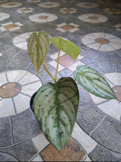 Philodendron Brandtianum (Semishade plant)