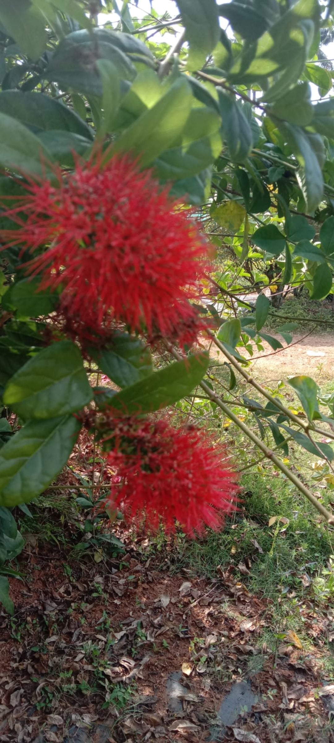 Combretum roundiflolium plant