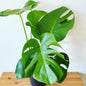 Monstera  deliciosa