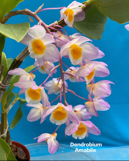 Dendrobium Amabile Mature Orchid