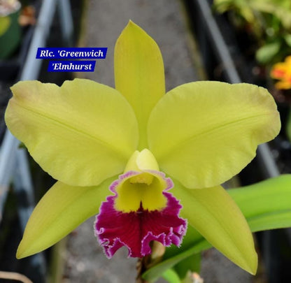 Cattleya 14 Orchid