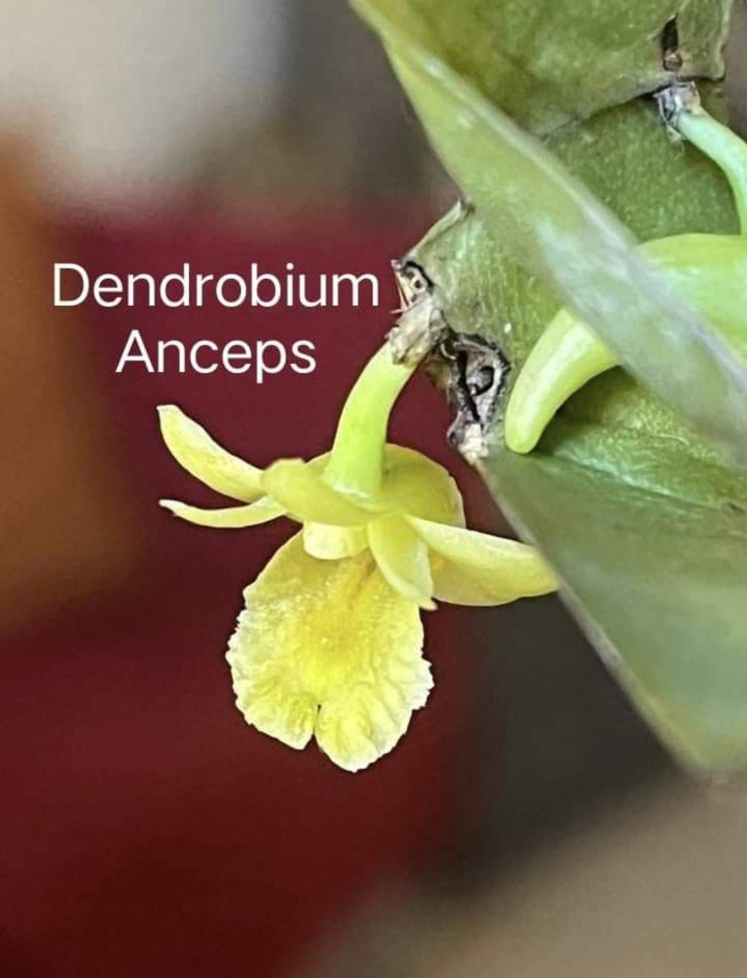 Dendrobium Anceps