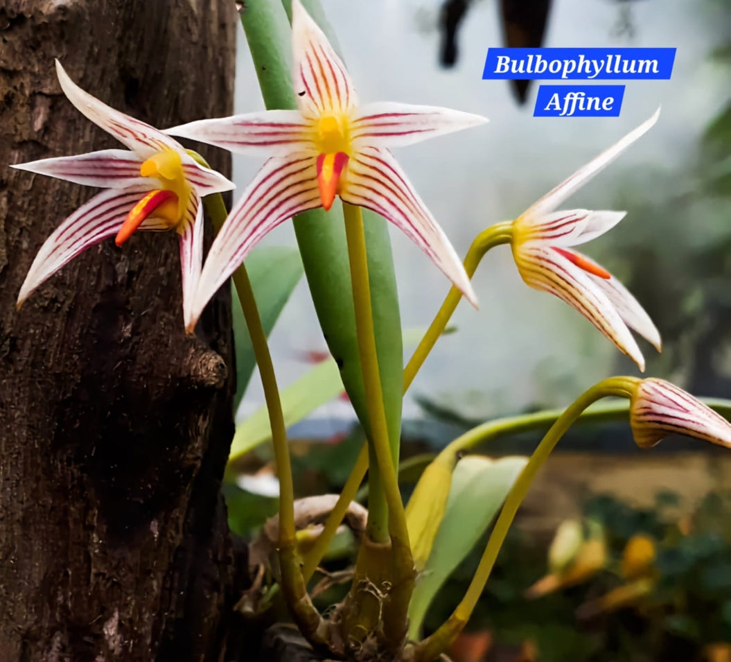 Bulbophyllum Affine