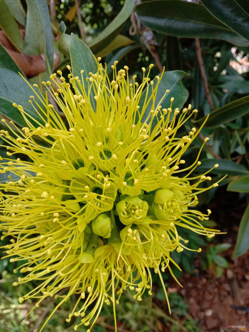 Rosida flowering tree