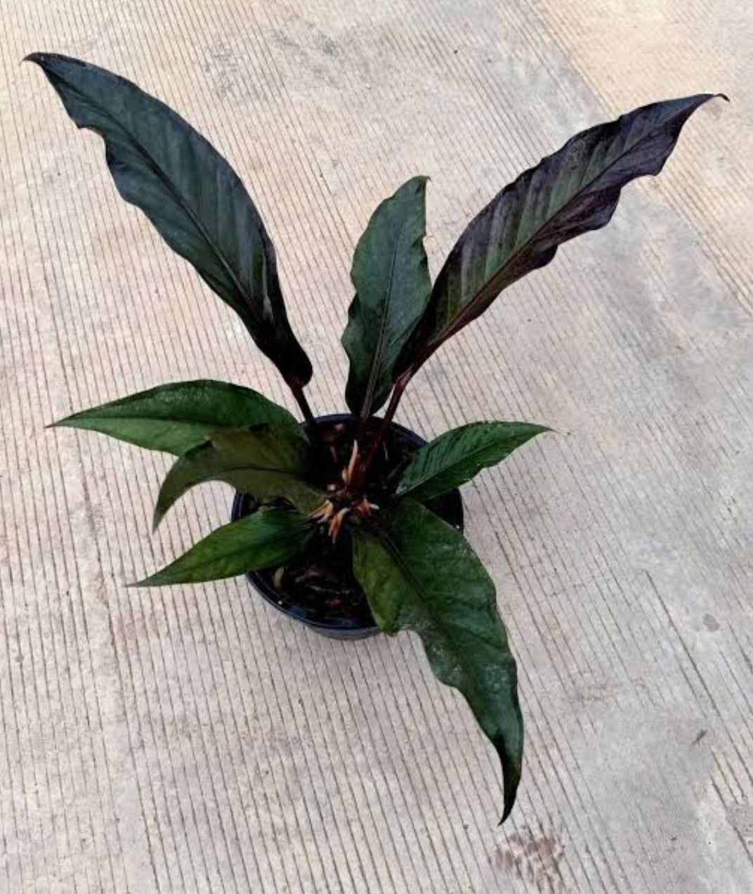 Anthurium Black Dragon plant (Seedling)