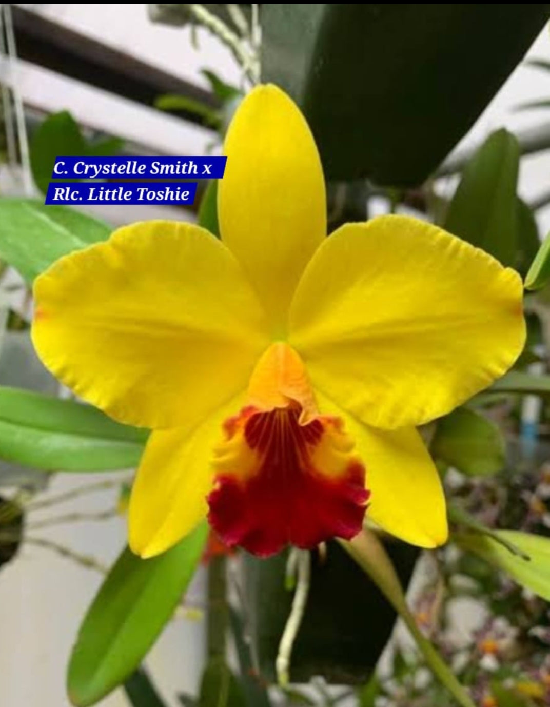 Cattleya 17 Orchid