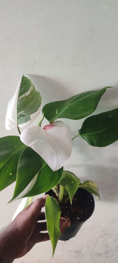 White princess philodendron plant