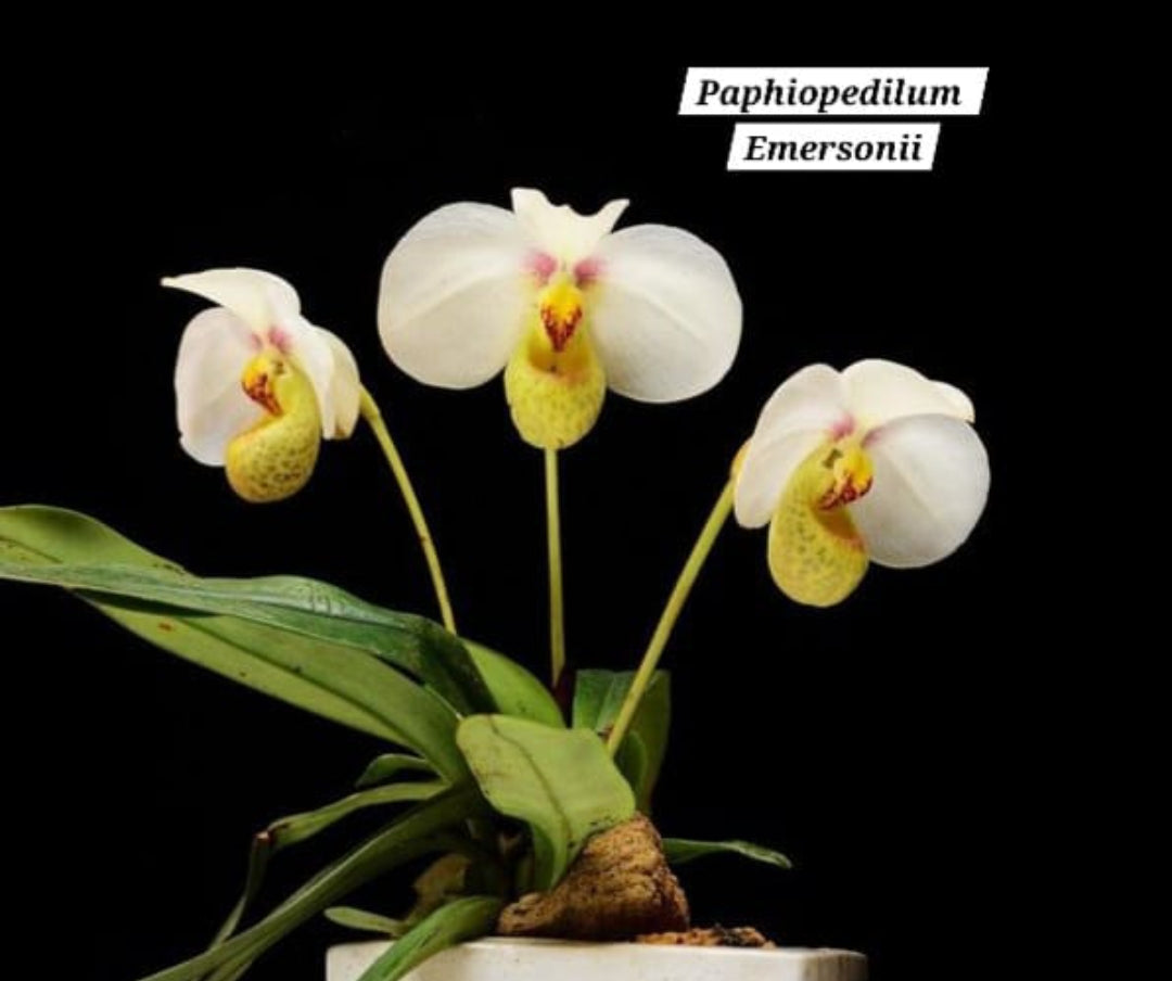 Paphiopedilum Emersonii