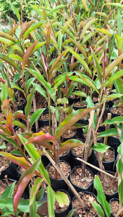 Red torch ginger plant