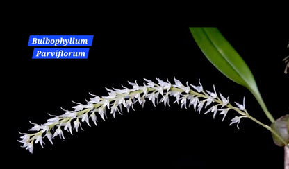 Bulbophyllum Parviflorum