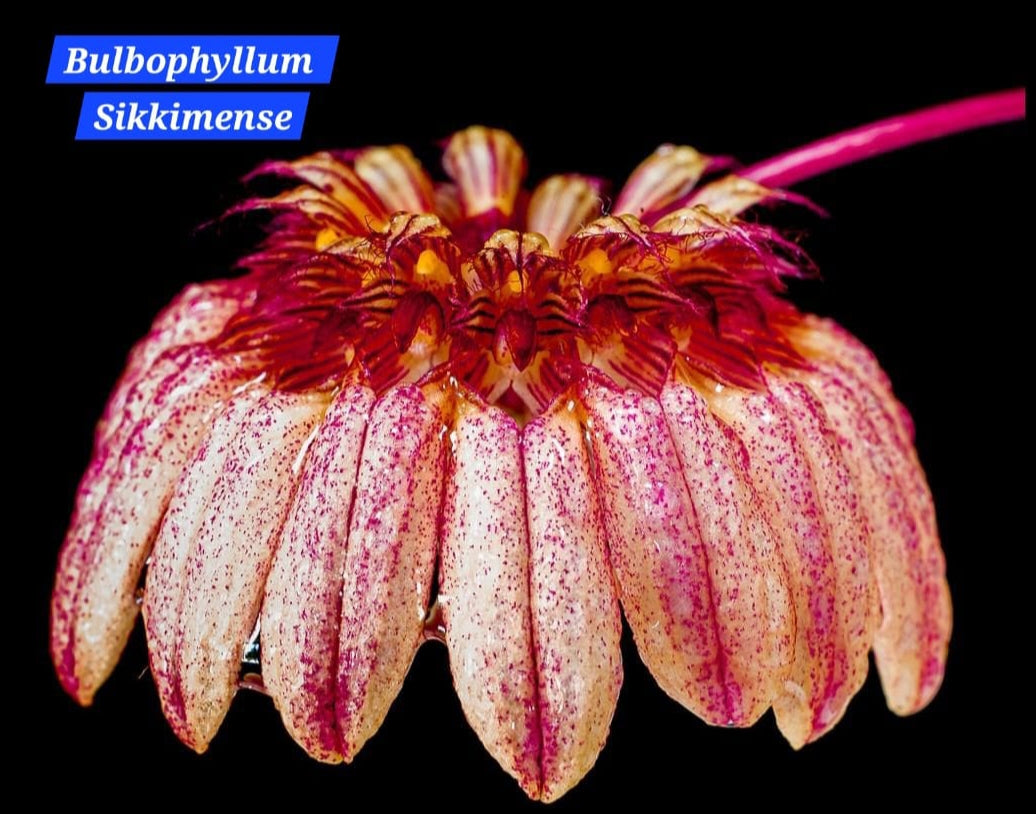 Bulbophyllum Sikkimense