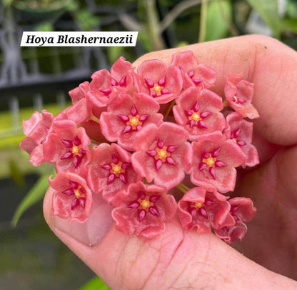 Hoya Blashernaezii