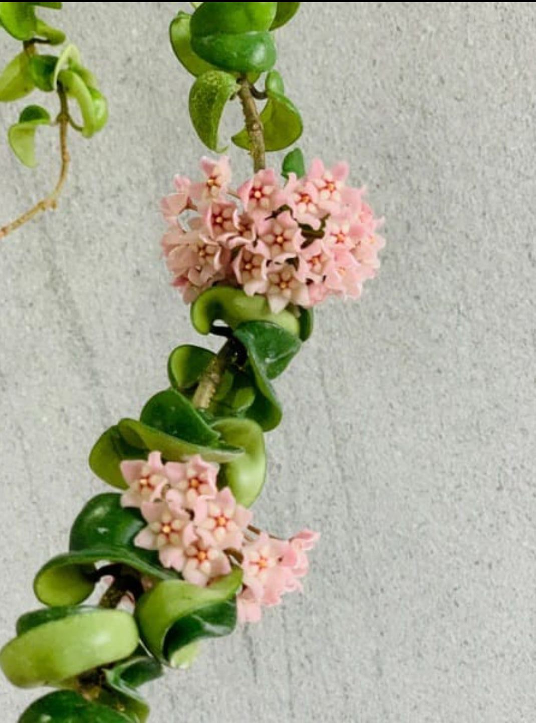 Hoya Hindu Rope (Indoor flowering plants)