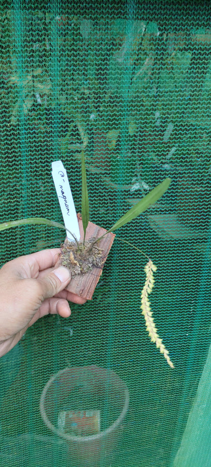 Dendrochilum Magnum