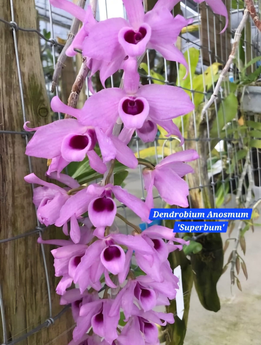 Dendrobium Anosmum - Superbum