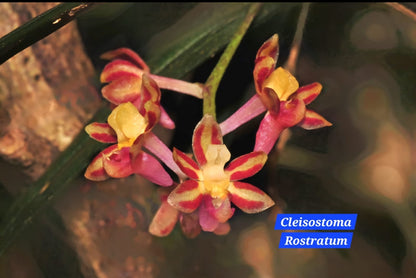 Cleisostoma Rostratum