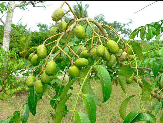 Sweet ambhazham fruit plant