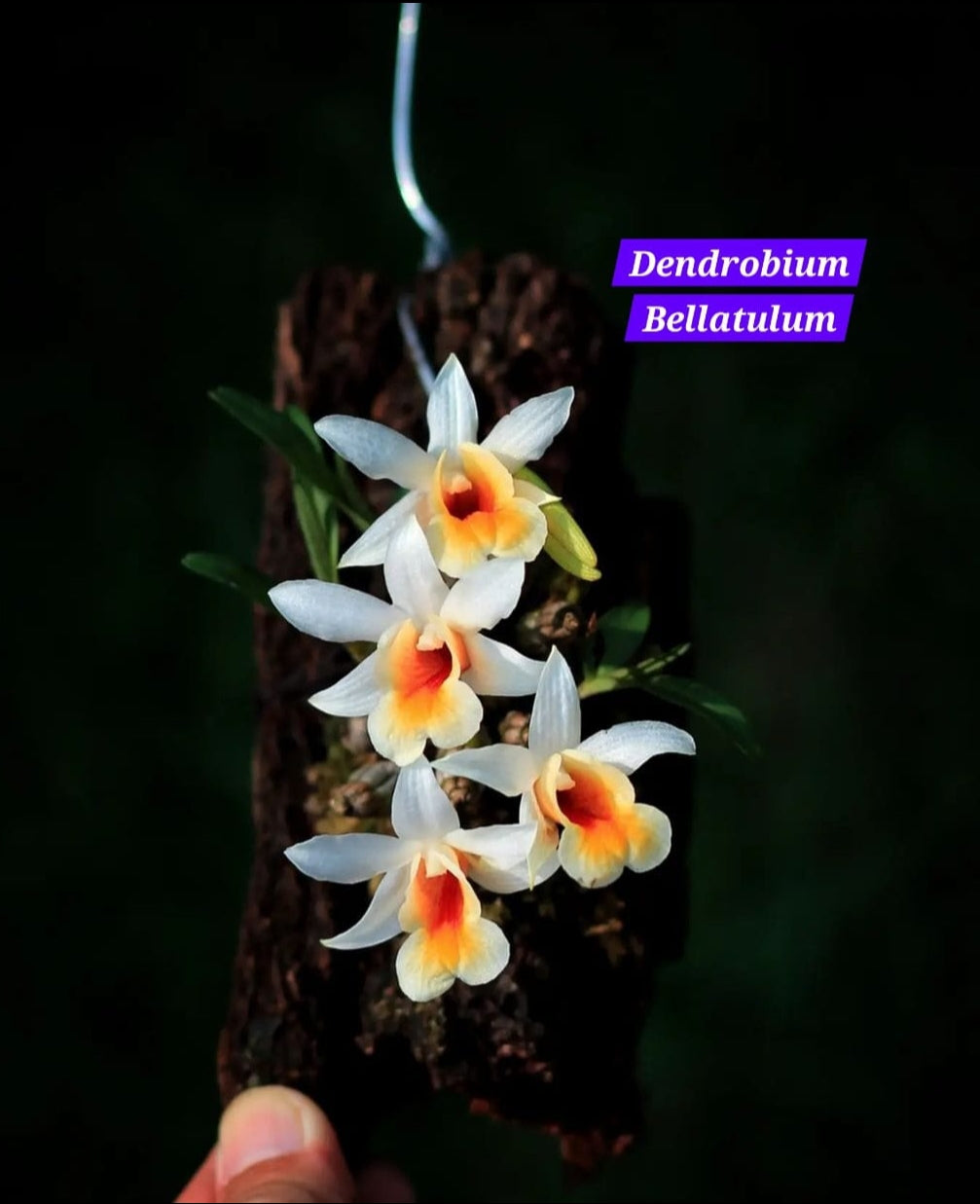 Dendrobium Bellatulum