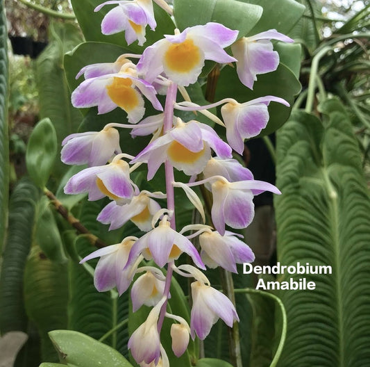 Dendrobium Amabile Mature Orchid