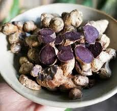 Black ginger seeds bulbs