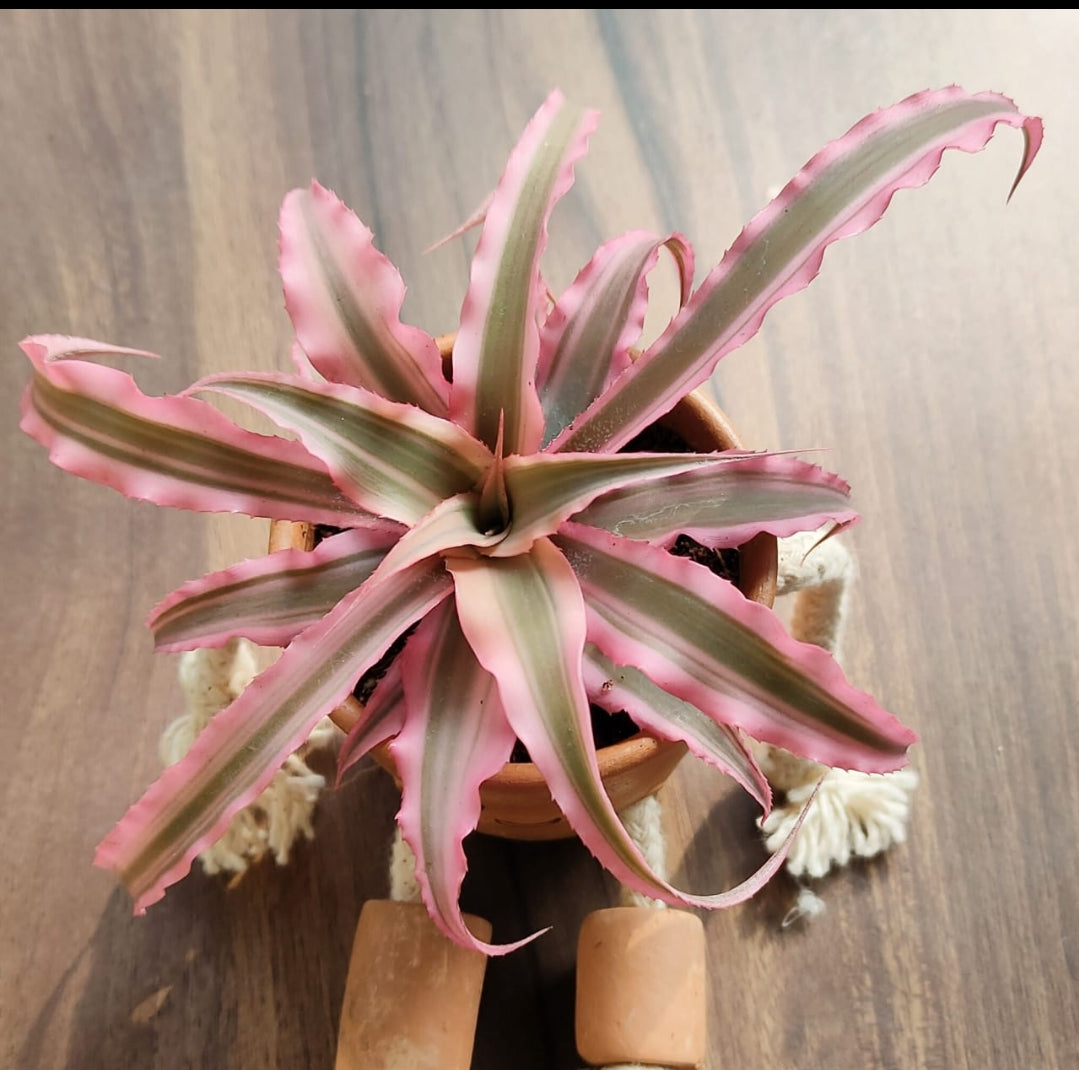 Cryptanthus Pink Starlite (Semishade)