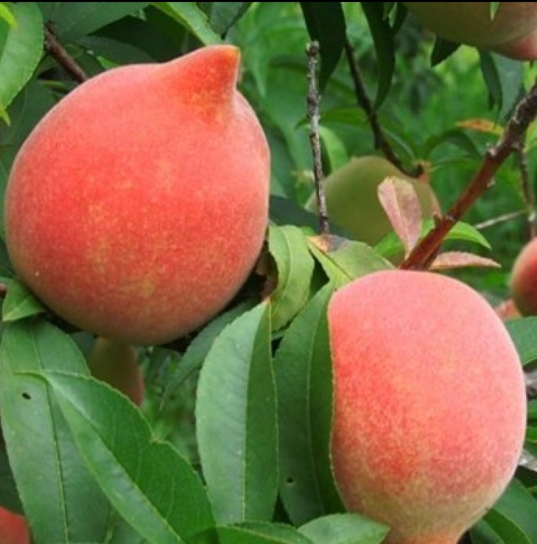 Velvet Apple fruit plant