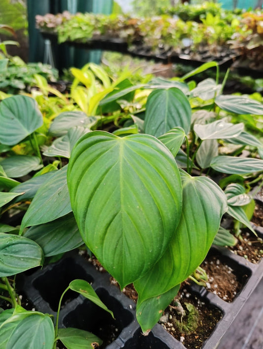 Nangaritense Philodendron plant