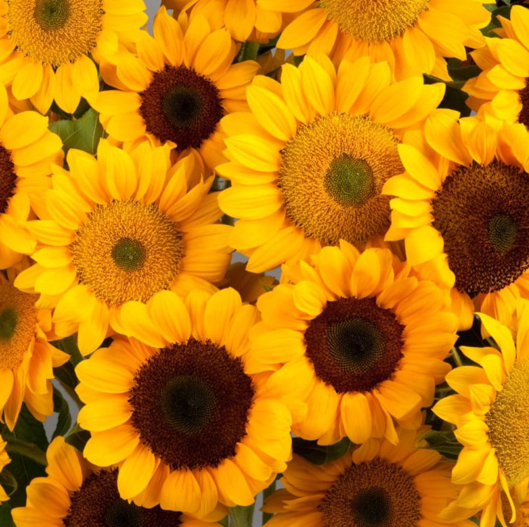 Sunflower Vincent F1 skata summer Flower seeds