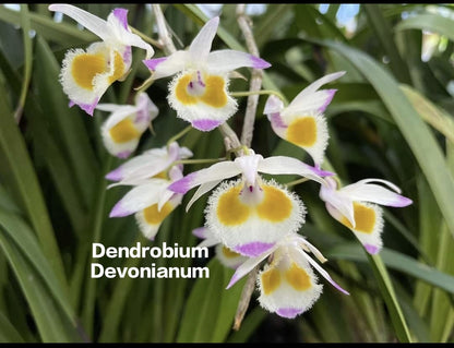 Dendrobium Devonianum