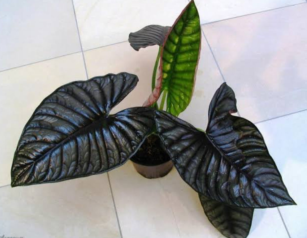 Alocasia black Diamond