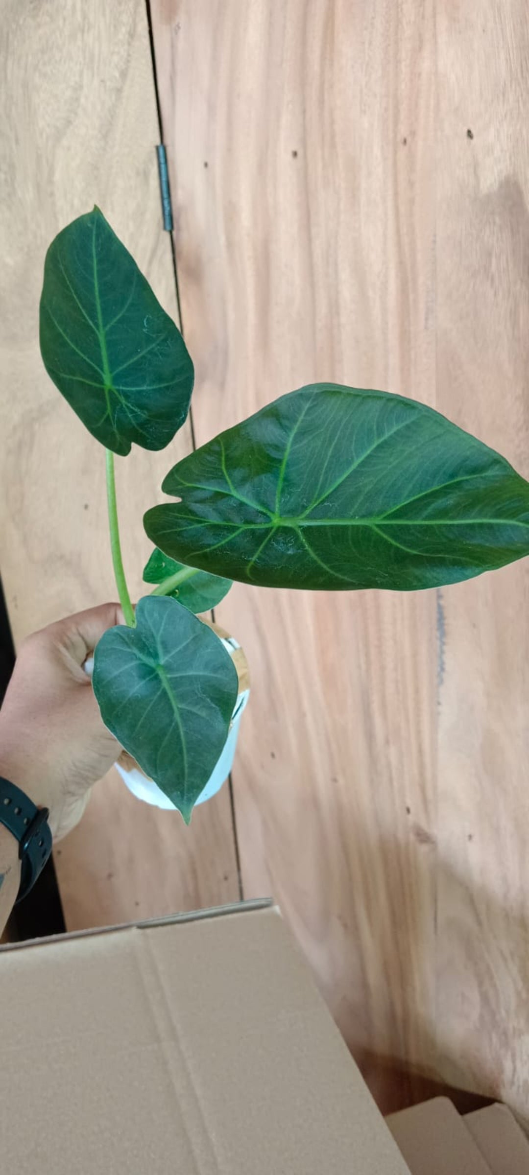 Regale Shield Alocasia plant