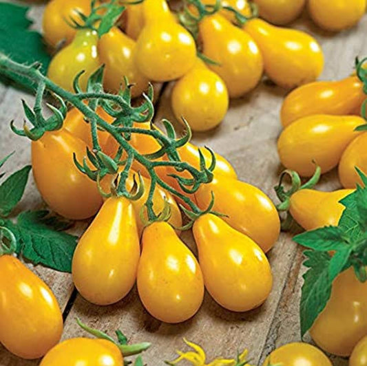 Tomato yellow pear vegitable seeds