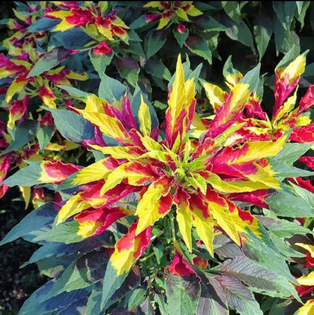 Amaranthus tricolour summer Flower seeds