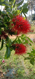 Combretum Roundifolium Plant | Burning Bush Creeper | Red Cluster Vine