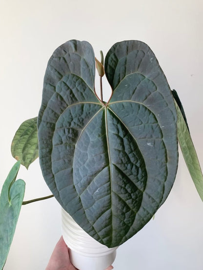 Anthurium Raven Soul - Anthurium (Crystallinum x Luxurians)