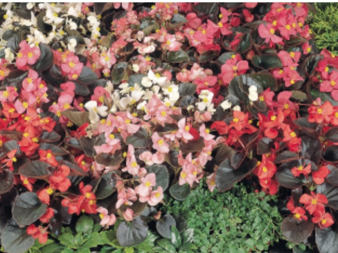 Begonia F1 cocktail mix Banary winter Flower seeds