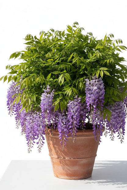 Purple wisteria plant