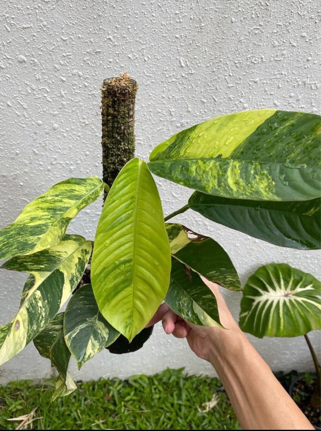 Rhaphidophora Foraminifera Veriegated Plant (Semishade)