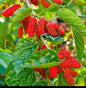 Mulberry fruit plant