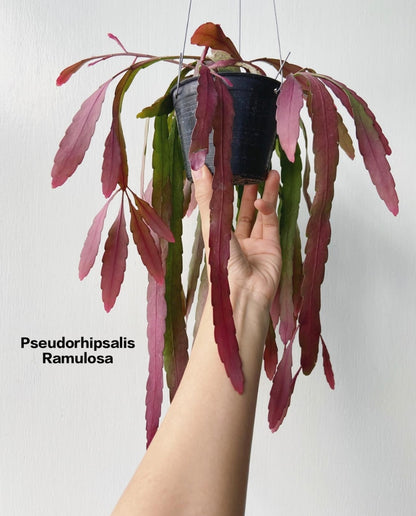 Pseudorhipsalis Ramulosa