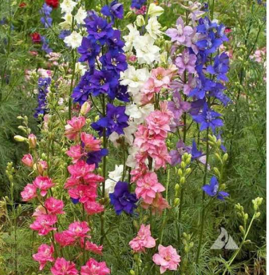 Larkspur mix winter Flower seeds