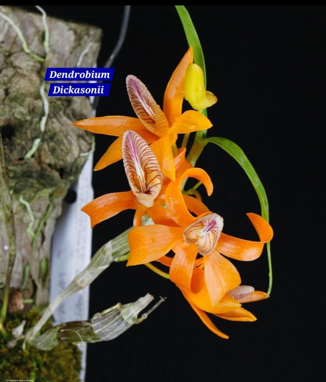 Dendrobium Dickasonii