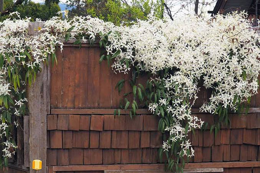 Ashiyana Rang-E-Saubhagya Vine with white fragrant clustered flowers resembling a bridal bouquet – elegant flowering creeper for wedding décor and home gardens.