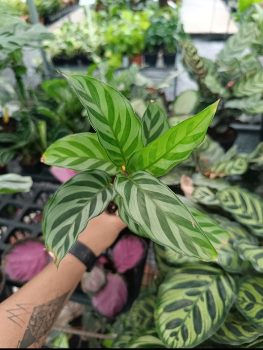 Calathea Freddie plant