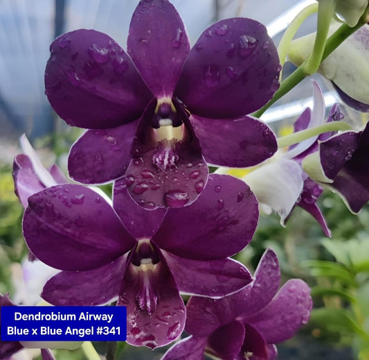 Dendrobium 10 Blue Angel