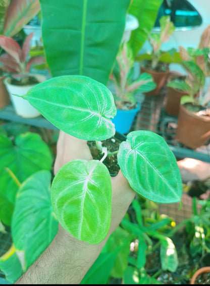 Syngonium Macrophyllum Frosted Heart Plant ( Semishade)